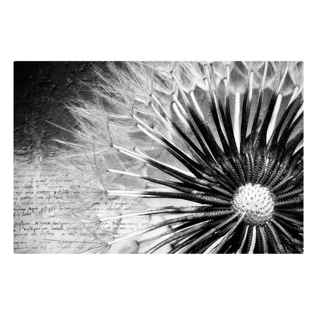 Billeder på lærred sort og hvid Dandelion Black & White