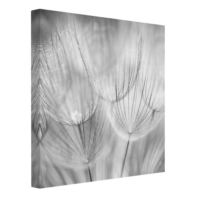 Billeder på lærred blomster Dandelions Macro Shot In Black And White