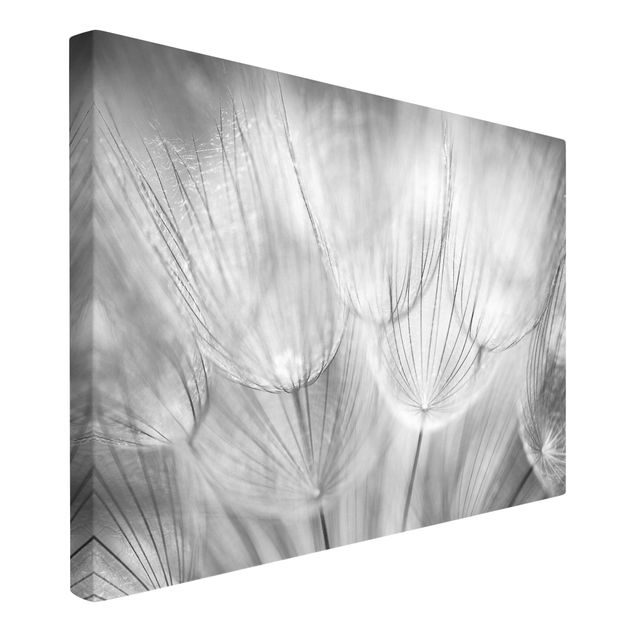 Billeder på lærred blomster Dandelions macro shot in black and white