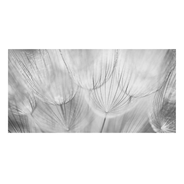 Billeder på lærred sort og hvid Dandelions macro shot in black and white