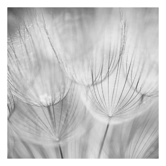 Billeder på lærred sort og hvid Dandelions Macro Shot In Black And White