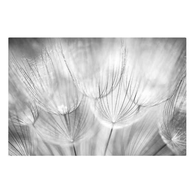 Billeder på lærred sort og hvid Dandelions macro shot in black and white
