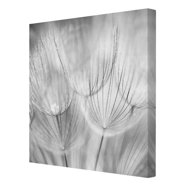 Billeder blomster Dandelions Macro Shot In Black And White