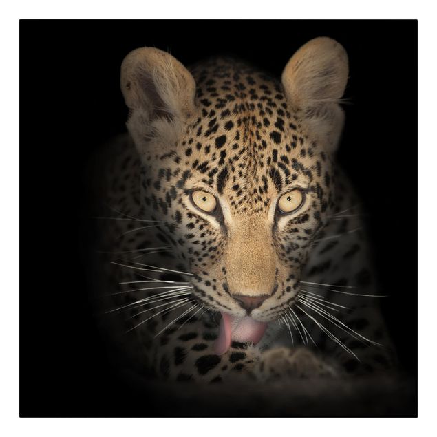 Billeder portræt Resting Leopard
