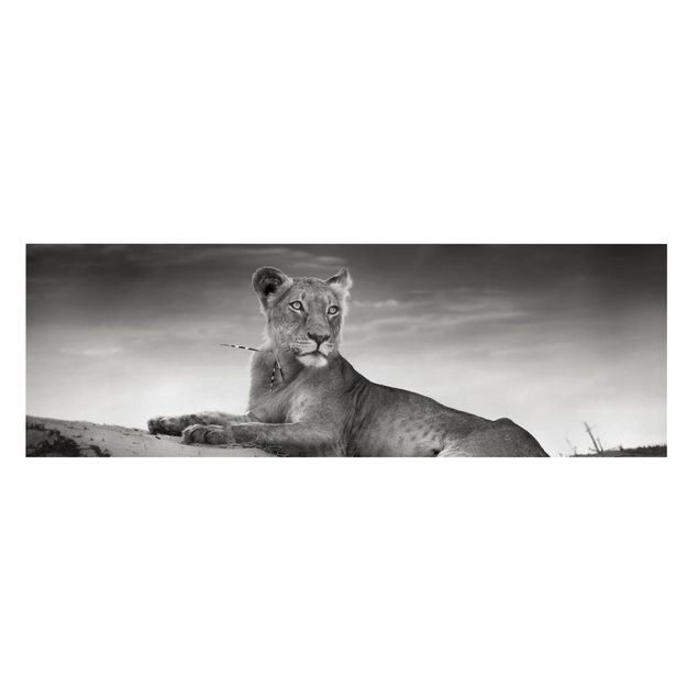 Billeder på lærred sort og hvid Resting Lion