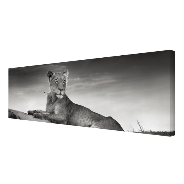 Billeder på lærred dyr Resting Lion