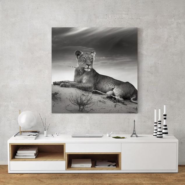 Billeder på lærred katte Resting Lion