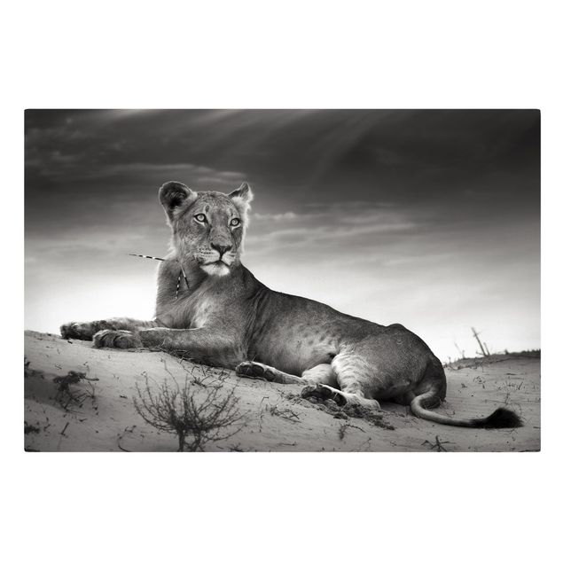 Billeder på lærred sort og hvid Resting Lion