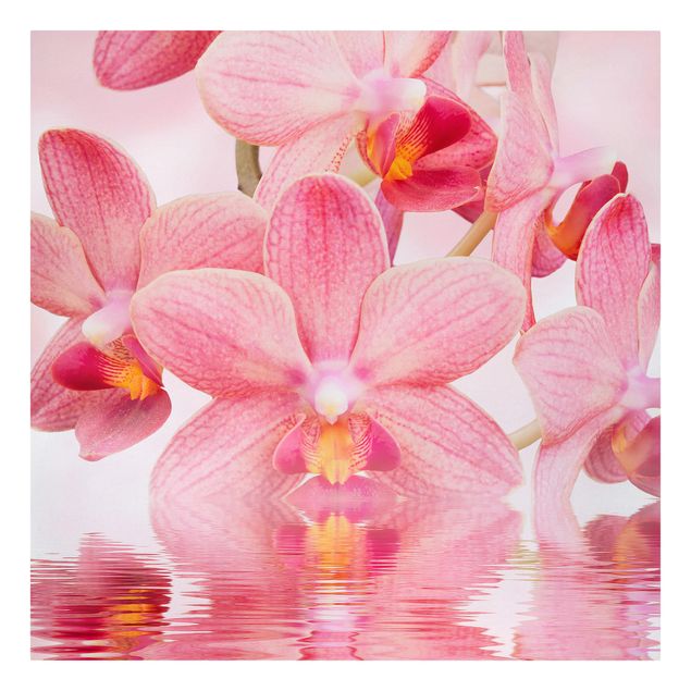 Billeder blomster Light Pink Orchid On Water