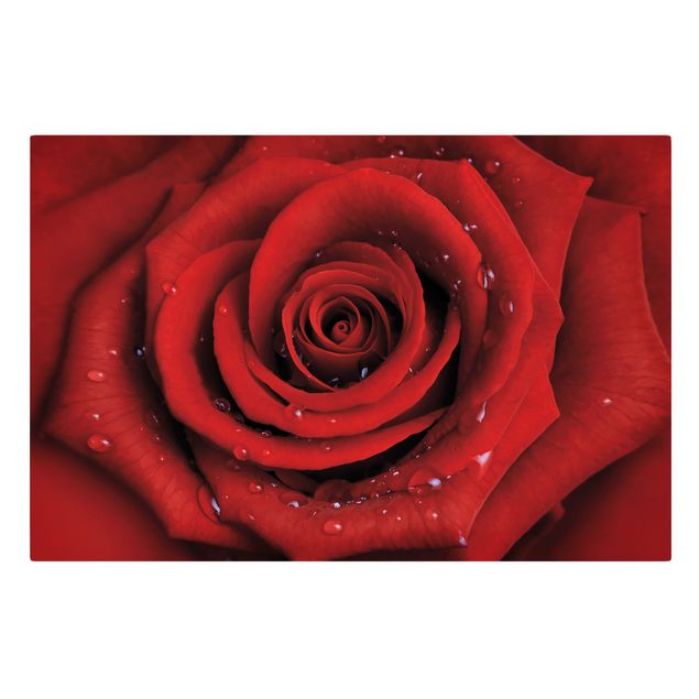 Billeder blomster Red Rose With Water Drops