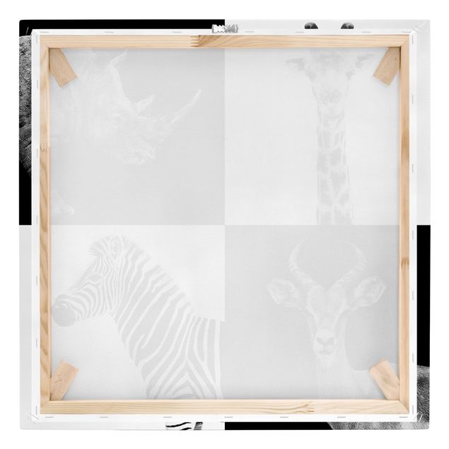 Billeder sort og hvid Safari Quartet