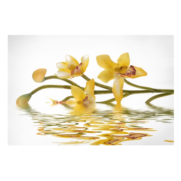 Billeder blomster Saffron Orchid Waters