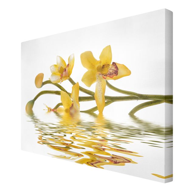 Billeder blomster Saffron Orchid Waters