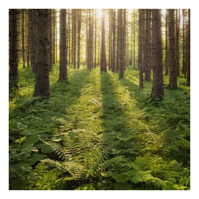 Billeder på lærred landskaber Sun Rays In Green Forest