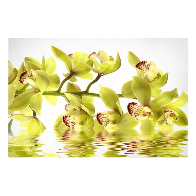 Billeder blomster Splendid Orchid Waters