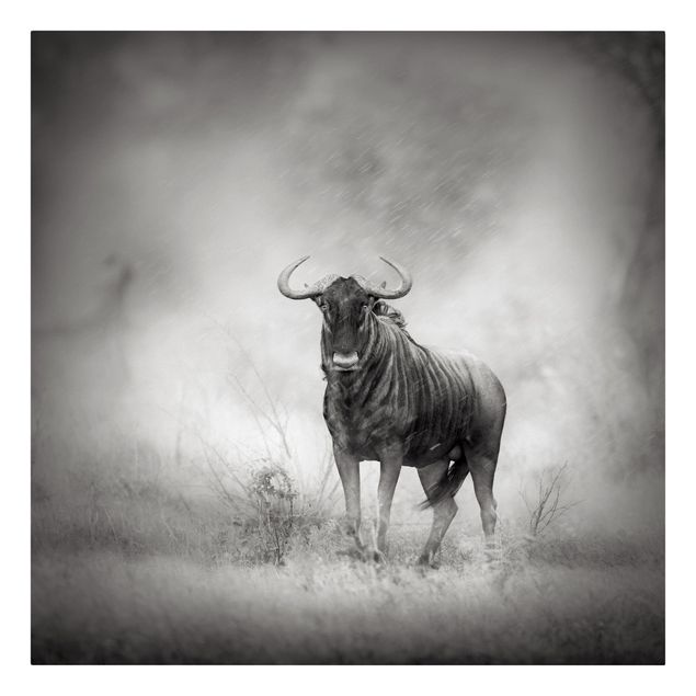Billeder sort og hvid Staring Wildebeest