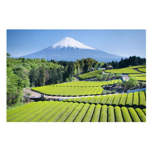 Billeder landskaber Tea Fields In Front Of The Fuji