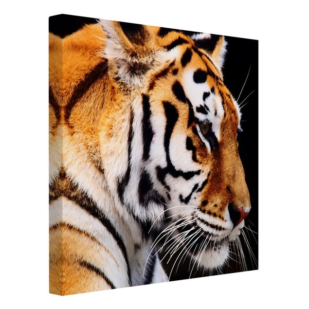 Billeder tiger Tiger Beauty