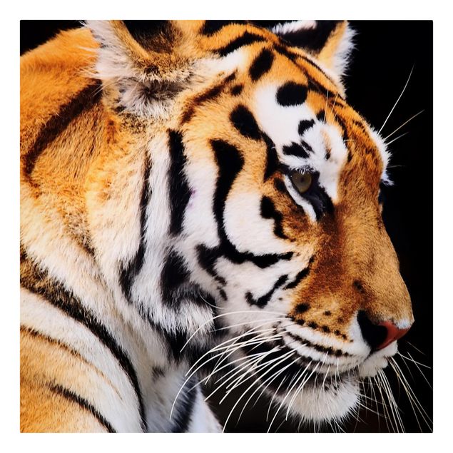 Billeder på lærred dyr Tiger Beauty