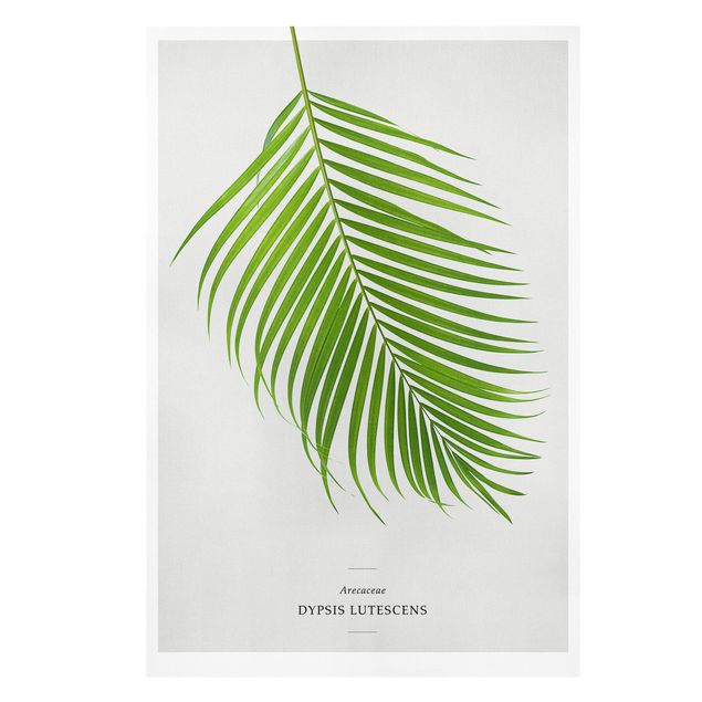 Billeder Tropical Leaf Areca Palm