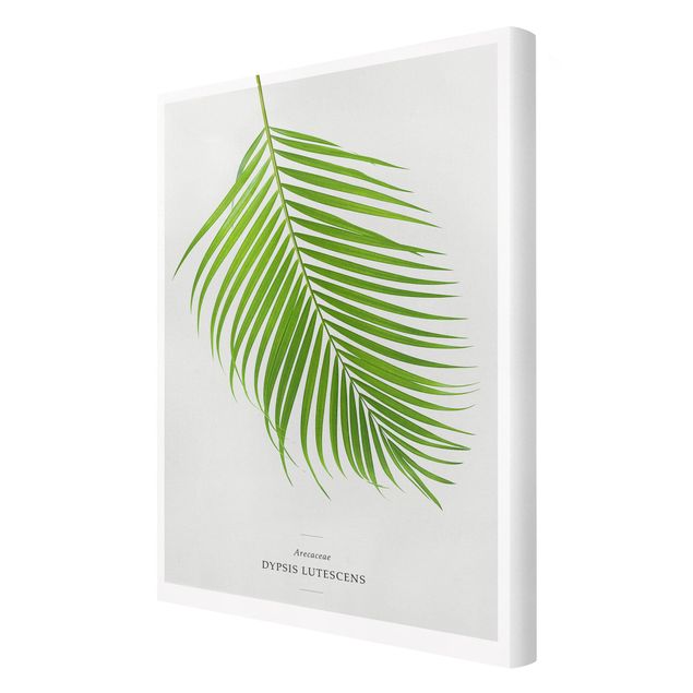 Billeder på lærred Tropical Leaf Areca Palm