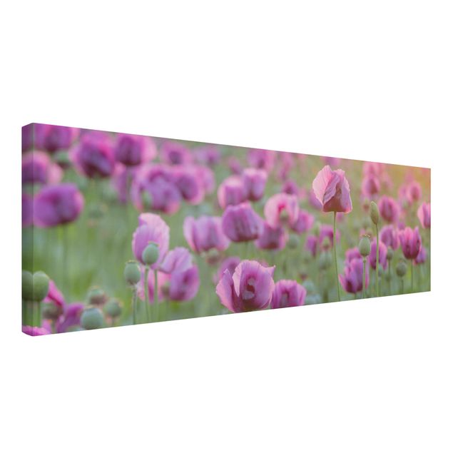 Billeder på lærred blomster Purple Poppy Flower Meadow In Spring