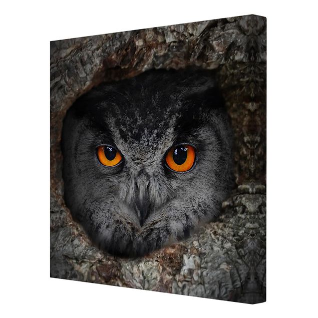 Billeder grå Watching Owl
