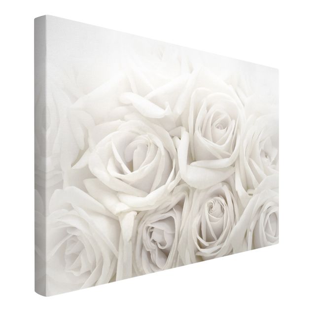 Billeder blomster White Roses