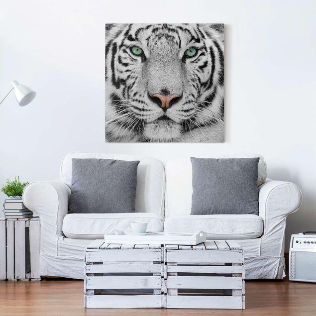 Billeder på lærred katte White Tiger