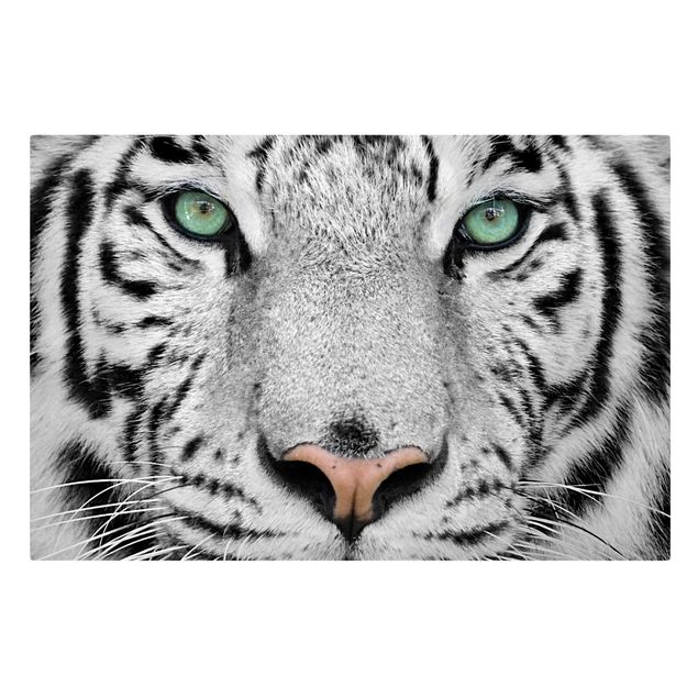 Billeder på lærred sort og hvid White Tiger