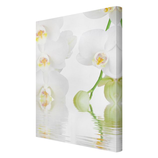 Billeder blomster Spa Orchid - White Orchid