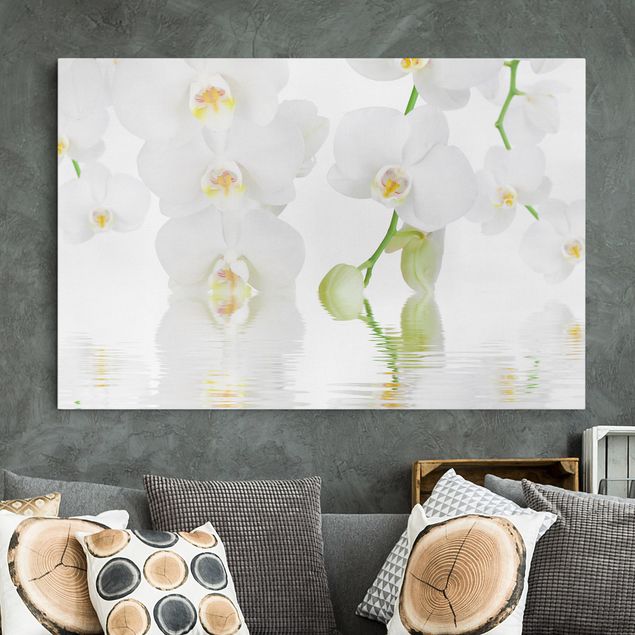 Billeder orkideer Spa Orchid - White Orchid