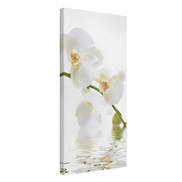 Billeder på lærred blomster White Orchid Waters