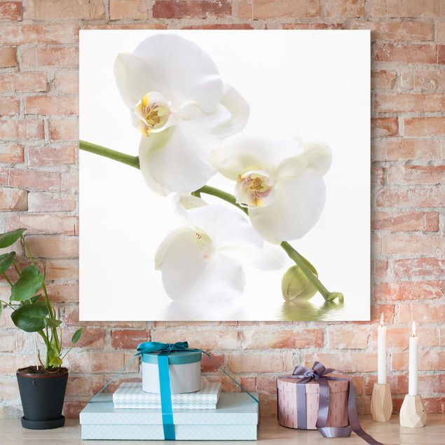 Billeder orkideer White Orchid Waters