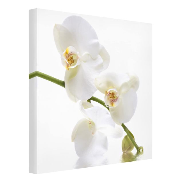 Billeder på lærred blomster White Orchid Waters