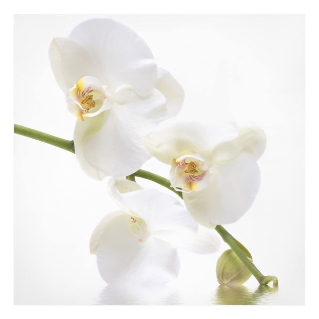 Billeder blomster White Orchid Waters
