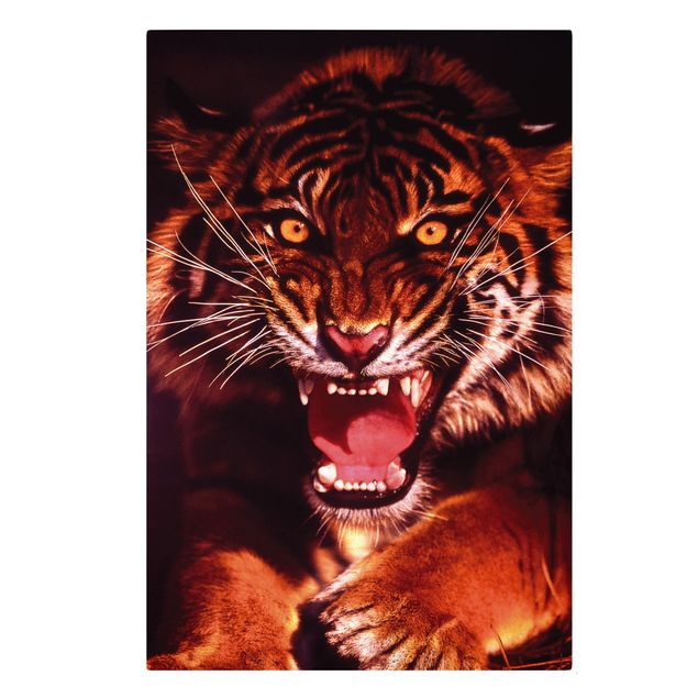 Billeder tiger Wild Tiger