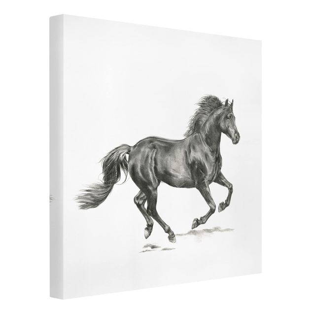 Billeder på lærred sort og hvid Wild Horse Trial - Stallion