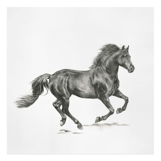 Billeder på lærred dyr Wild Horse Trial - Stallion