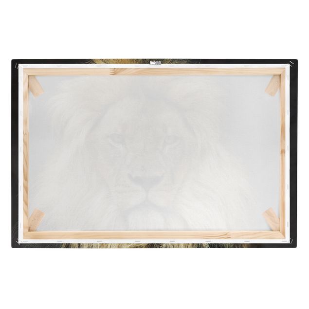Billeder dyr Wisdom Of Lion