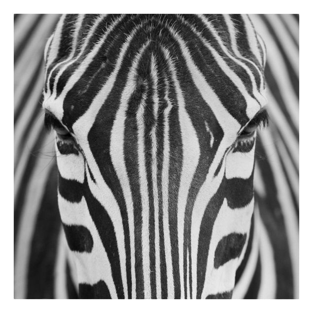 Billeder på lærred sort og hvid Zebra Look