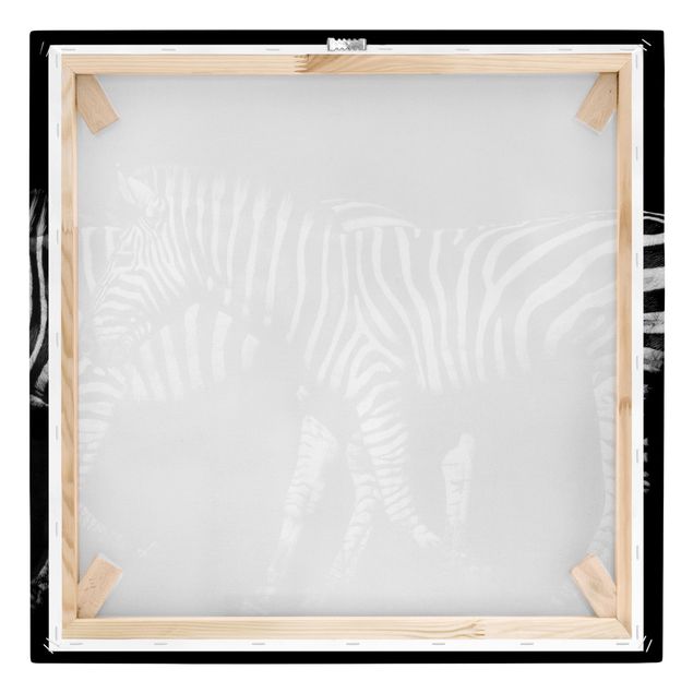 Billeder sort og hvid Zebra In The Dark