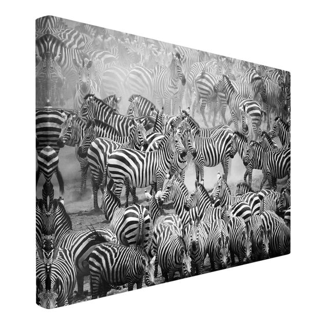 Billeder på lærred sort og hvid Zebra herd II