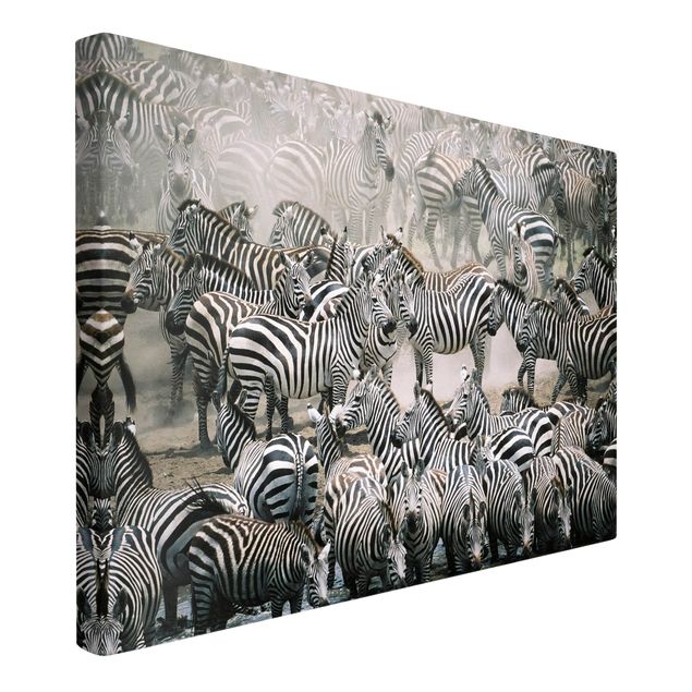 Billeder på lærred sort og hvid Zebra Herd