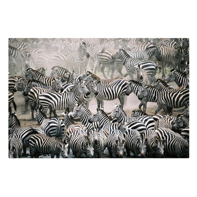 Billeder på lærred dyr Zebra Herd