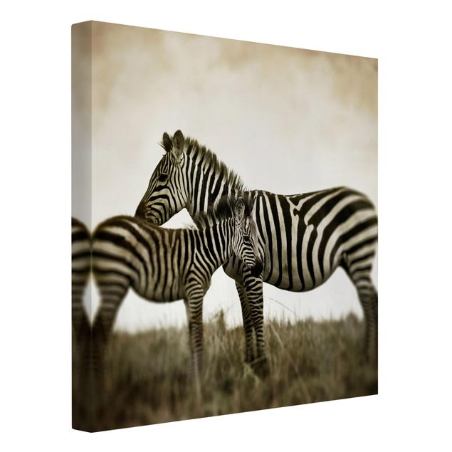 Billeder på lærred sort og hvid Zebra Couple