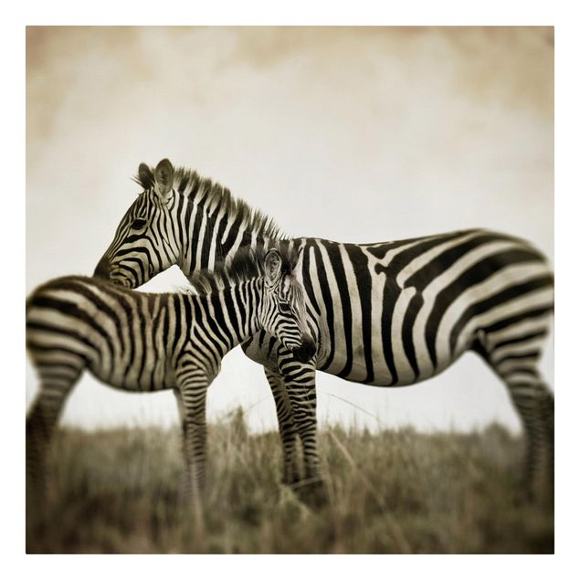 Billeder på lærred dyr Zebra Couple