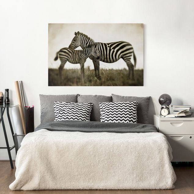 Billeder zebraer Zebra Couple