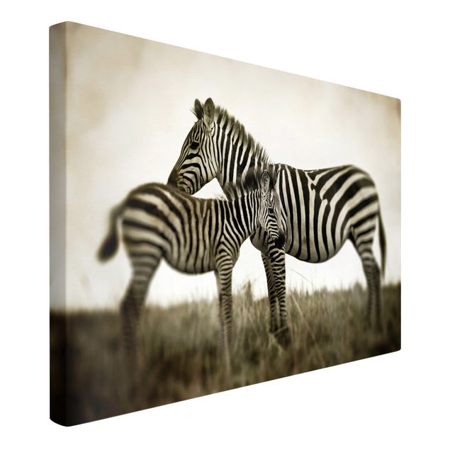 Billeder på lærred sort og hvid Zebra Couple