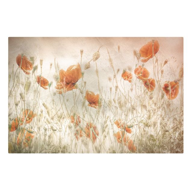 Billeder på lærred blomster Poppy Flowers And Grasses In A Field